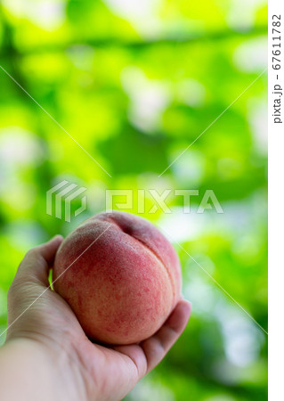 桃狩り 桃 桃狩り 桃 67611782