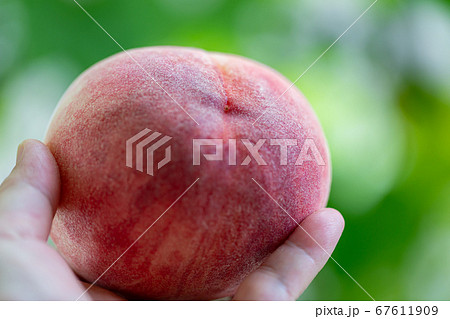 桃狩り 桃 桃狩り 桃 67611909