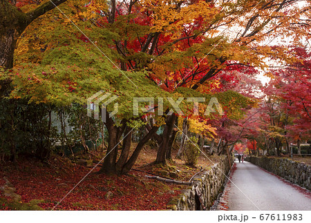 興聖寺 京都の紅葉の名所 紅葉のトンネルの写真素材