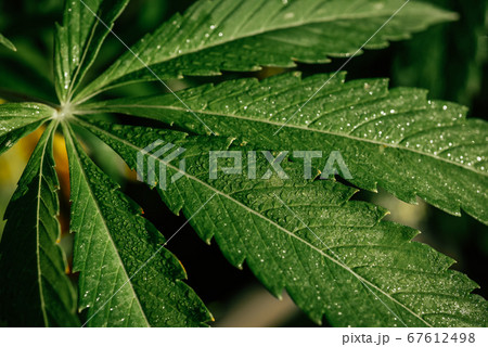 Growing organic cannabis background herb on farm. Marijuana hemp leaves plants Growing organic cannabis background herb on farm. Marijuana hemp leaves plants 67612498