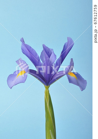 leaf iris in sword on a blue background leaf iris in sword on a blue background 67612759