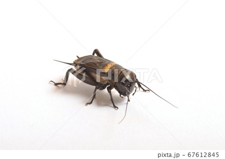 Cricket on a white background 67612845