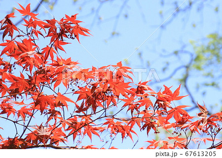 若葉、青空バックの楓の鮮やかな深紅の新葉 67613205