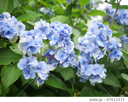 旬の紫陽花 67613315