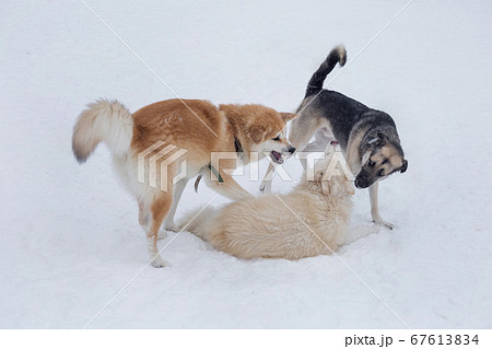 Akita inu puppy and two multibred dogs.の写真素材 [67613834] - PIXTA
