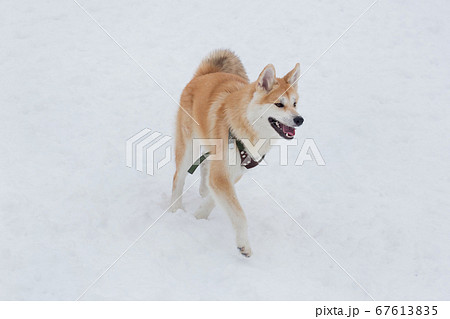 Akita Inu Puppy Is Running On A White Snow の写真素材