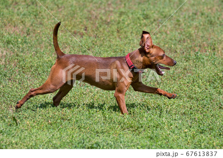 Zwergpinscher puppy is running on a green grass. Zwergpinscher puppy is running on a green grass. 67613837