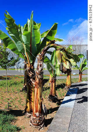 A group of Banana palm trees over blue sky 67613942