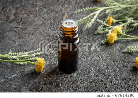 A bottle of essential oil with fresh Santolina 67614290