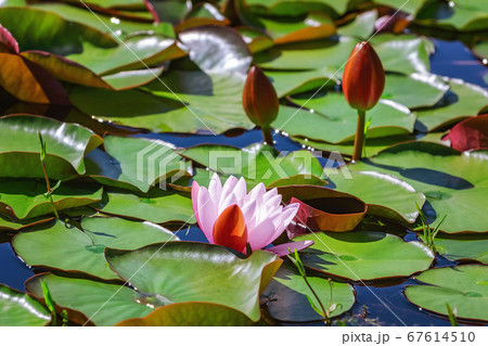 Floating lily pads Floating lily pads 67614510
