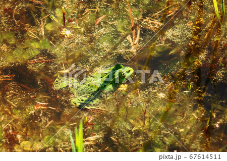 Frog in the pond 67614511