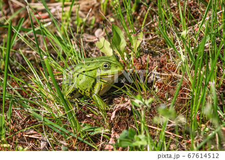 Frog in the grass Frog in the grass 67614512