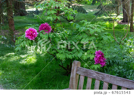 Amazing Pink peonies  on bush - greenery in 67615543