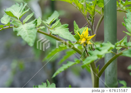 トマト栽培　黄色いトマトの花　（5月）　家庭菜園 67615587