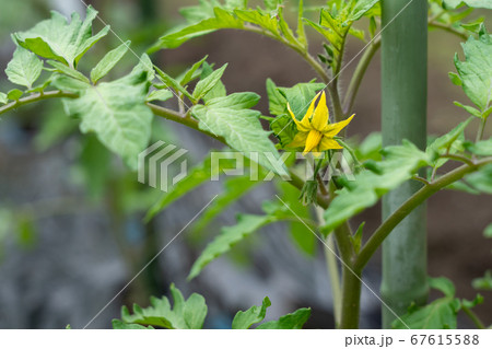 トマト栽培 黄色いトマトの花 (5月) 家庭菜園 トマト栽培 黄色いトマトの花 (5月) 家庭菜園 67615588