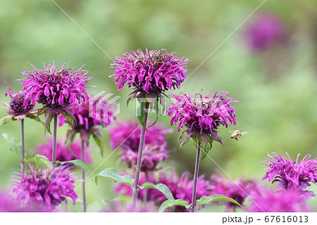 モナルダの花 モナルダの花 67616013