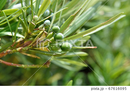 イヌマキの若い実 67616095