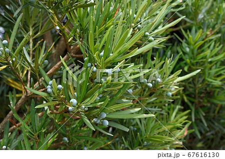 イヌマキの若い実 67616130
