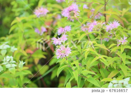 ワイルドベルガモットの花 67616657