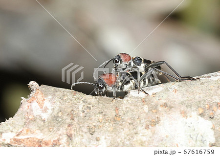 クビアカトラカミキリの交尾 67616759