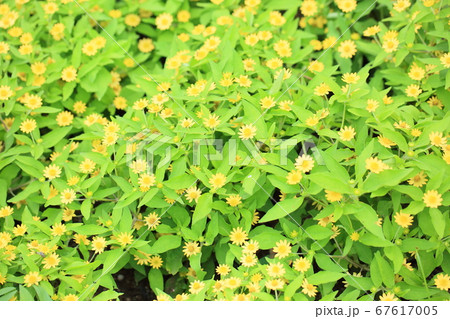 メランポジュウムの花 メランポジュウムの花 67617005