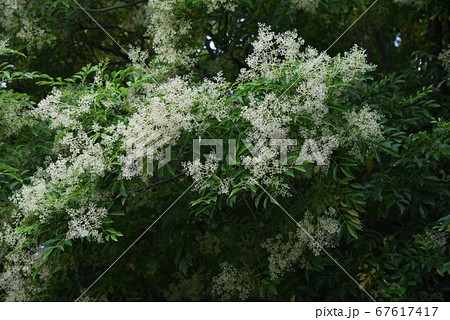 シマトネリコの花の写真素材