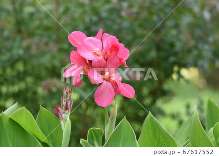 カンナの花の写真素材