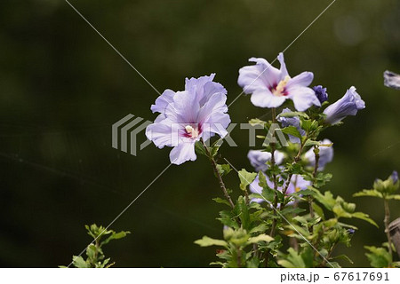 ムクゲの花 67617691