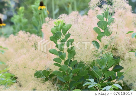 スモークツリー(煙の木） 67618017