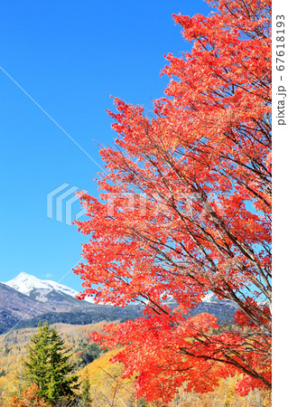 乗鞍高原・大カエデの紅葉 乗鞍高原・大カエデの紅葉 67618193