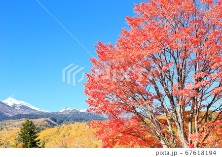 乗鞍高原・大カエデの紅葉 乗鞍高原・大カエデの紅葉 67618194