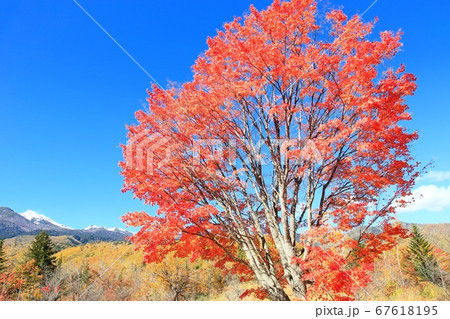 乗鞍高原・大カエデの紅葉 乗鞍高原・大カエデの紅葉 67618195
