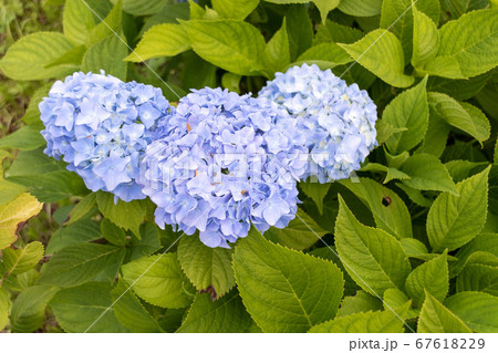 岩手県一関市みちのくあじさい園の紫色の紫陽花の写真素材