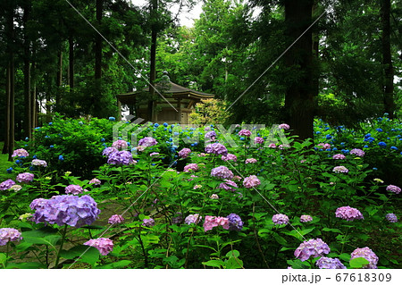 岩手県奥州市　二清院の紫陽花 67618309