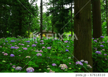 岩手県奥州市　二清院の紫陽花 67618310