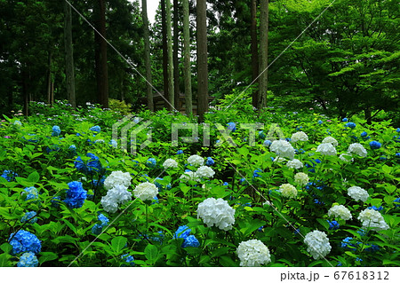岩手県奥州市　二清院の紫陽花 67618312