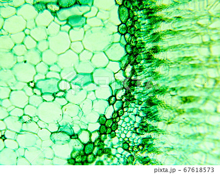 植物細胞（顕微鏡写真）の写真素材 [67618573] - PIXTA