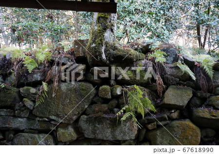 石の壁と苔や植物・森林の風景 石の壁と苔や植物・森林の風景 67618990