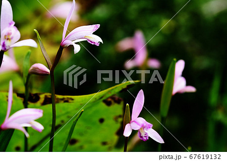 トキソウ 67619132