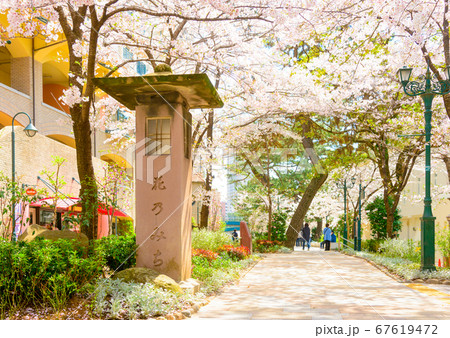 宝塚市の街並み　花のみちと満開の桜 67619472