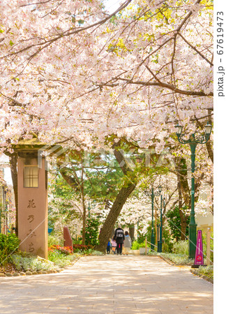宝塚市の街並み　花のみちと満開の桜 67619473
