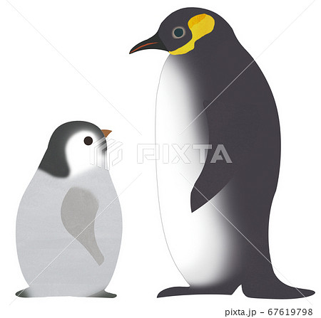ペンギン親子のイラスト素材