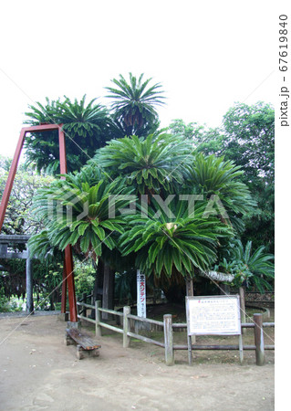 坂井神社・日本一の大ソテツ 坂井神社・日本一の大ソテツ 67619840
