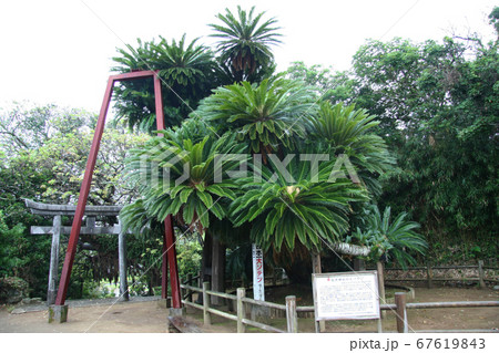坂井神社・日本一の大ソテツ 67619843