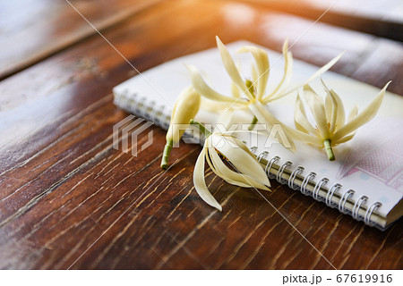 White champaka flower or Michelia white sandalwood White champaka flower or Michelia white sandalwood 67619916
