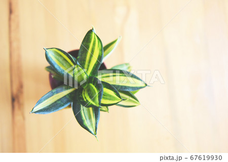 plant in pot on the wooden table background , top 67619930