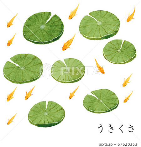 うきくさとヒメダカ うきくさとヒメダカ 67620353