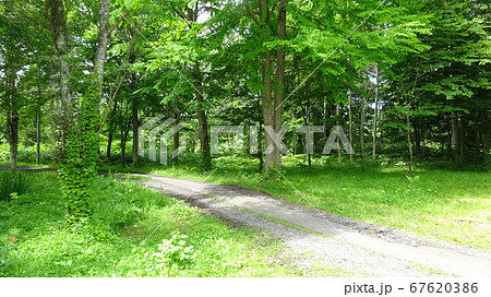 森の奥へと続く小径の写真素材 [67620386] - PIXTA