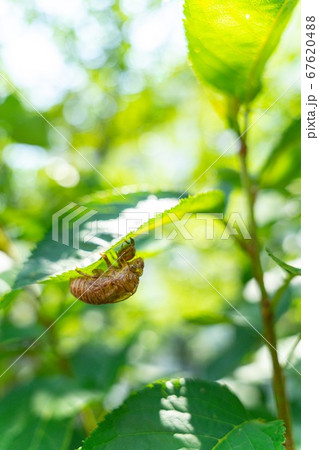 夏の始まり 67620488