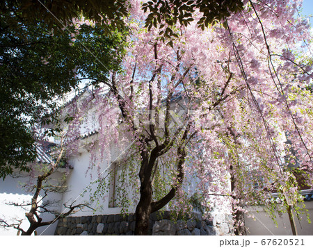 岐阜県大垣市　桜と大垣城 67620521